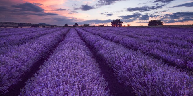 your majesty lip balm